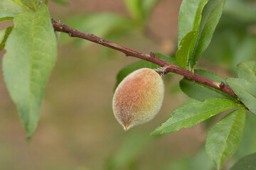 Little young  peach fruits growing at April and May. 
 Prunus persica, redskin peach.
