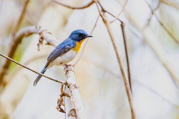 The Indochinese Blue Flycatcher on a branch