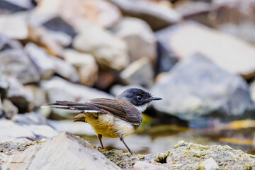 The Fantail Flycatchers in nature