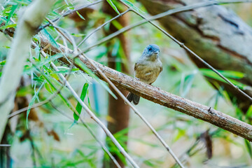 The Yunnan Fulvetta on a branch