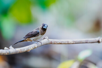 The White-rumped Munia on a branch