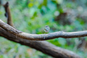 The Pale-legged Leaf Warbler on a branch