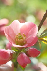 Fototapeta na wymiar Pink flower of the apple tree is blooming.