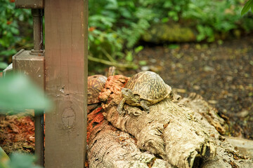 squirrel in the park