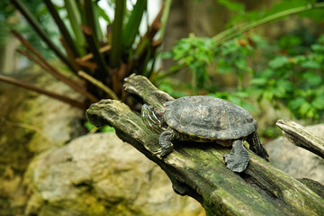 turtle in the grass
