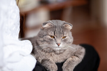 Beautiful striped gray cat. A domestic cat is lying on the sofa. A cat in a home interior. Image for veterinary clinics, websites about cats. selective focus