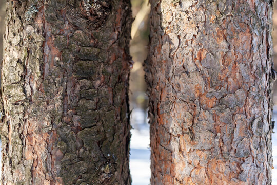 A close-up photo of a tree trunk. There is a forest in the background, and free space for text. The bark of the trunk is infected with pests. Bark destroyed by the weather. 