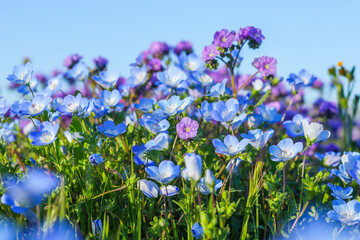 Fototapeta premium Wildflower meadow, super bloom season in sunny California. Colorful flowering meadow with blue, purple, and yellow flowers close-up