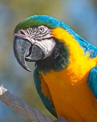 Parrot Close Up