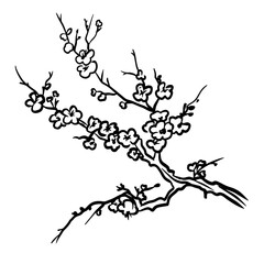 Sakura tree branch vector hand drawn illustration. Ink sketch. Design, poster, pattern