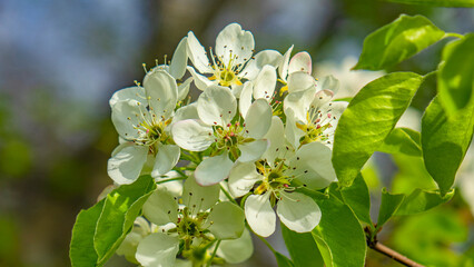 Spring, apricots and apples bloom. Beautiful landscape.