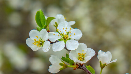 Spring, apricots and apples bloom. Beautiful landscape.
