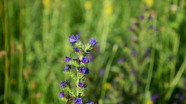 Echium vulgare. The stem is rolling, with blue flowers on it.