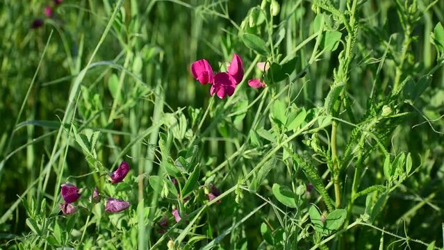 Tuberous vetchling, lathyrus tuberosus. Pink wild pea grass flowers.