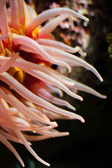Naklejka na ściany i meble Closeup of a Sea Anemone