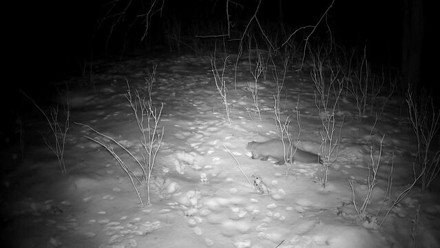 Marten Mustela in winter night looking for food, trail camera