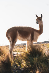 vicuña in nature