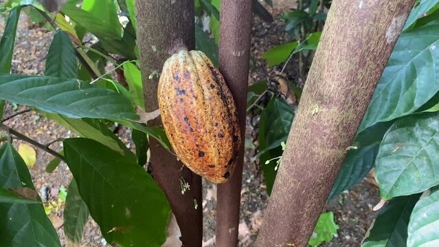 Cocoa fruit in the plant on Costa Rica farm. 