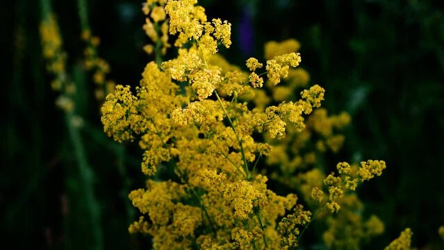 Isatis tinctoria. Lots of yellow small flowers. blurred background.