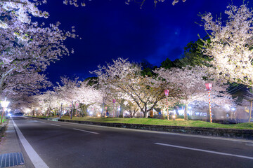 ライトアップされた大村公園横の道路と桜並木　長崎県大村市　Illuminated...