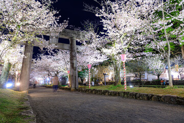 ライトアップされた春の大村公園　長崎県大村市　Illuminated Omura Park in...