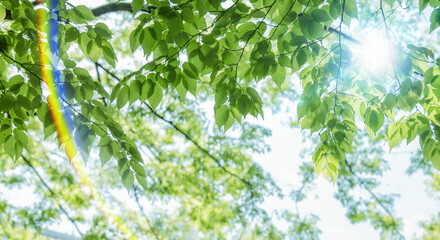 春、初夏、夏の晴天の森の木とさわやかな新緑の葉に太陽の強い日差しと木漏れ日　レンズフレアと七色のゴースト　夏休み・ゴールデンウィーク・観光・旅行・アウトドア・洗濯のイメージ背景	