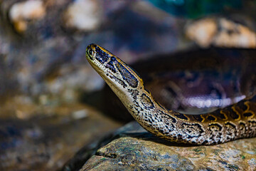 Portrait of a large python