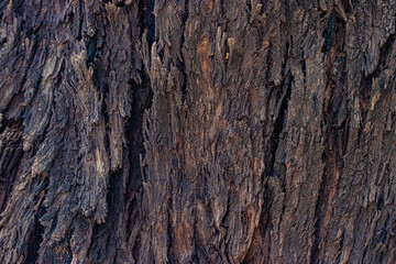 old wood background close up