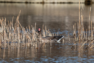 beautiful grey wild goose in the lake