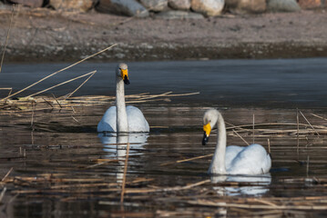 Two whooper swans are swimming in the water