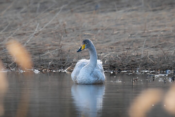 whooper swan in the water