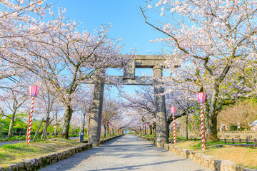 春の大村公園　長崎県大村市　Omura Park in spring. Nagasaki Pref, Oomura city.