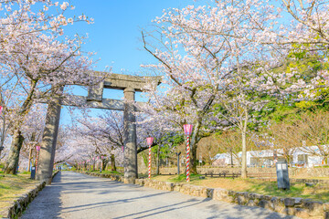 春の大村公園　長崎県大村市　Omura Park in spring. Nagasaki Pref, Oomura city.