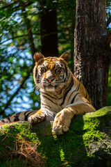 Bengal tiger (Panthera tigris tigris) resting in a park