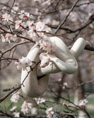 Beautiful white snake with blue eyes on a cherry blossom branch in the park. Ball python on a sakura tree. White python in the Spring Garden. Outdoor exotic pet portrait. Horizontal photo