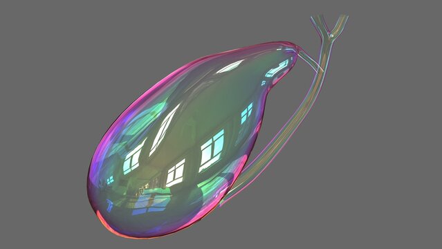 Gall Bladder Human Digestive System Anatomy 3D Rendering