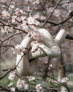 Beautiful white snake with blue eyes on a cherry blossom branch in the park. Ball python on a sakura tree. White python in the Spring Garden. Outdoor exotic pet portrait. Horizontal photo