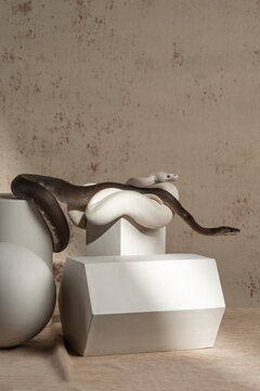 Ball pythons crawl over white plaster figures against beige canvas in the studio. Black and White snakes on composition for artists. Fine art photography with exotic pets. Vertical photo of reptiles
