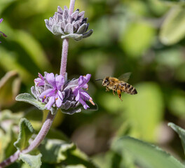 A honey bee collecting pollen from a wild flower