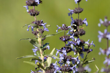 A bumble bee pollinating wild flowers