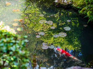 日本庭園の池で泳ぐ鯉