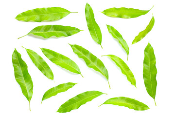 Mango leaves on white background.