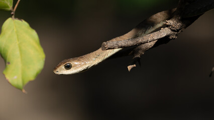 The boomslang is a large, highly venomous snake in the family Colubridae. This snake is in a tree in South Africa.