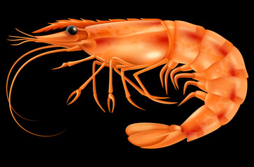 red big shrimp vector illustration