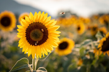 Obraz premium Abeja Volando en Girasol