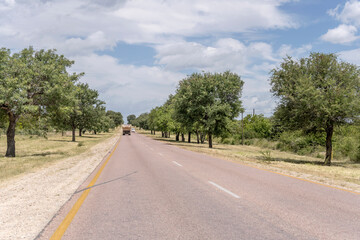 Fototapeta na wymiar R40 tree-lined road near Timbavati, South Africa