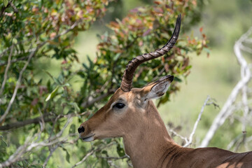Naklejka na ściany i meble male Impala head and horns, Kruger park, South Africa