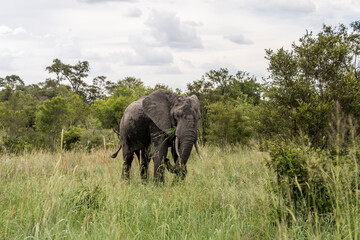 elephant eating grass, Kruger park, South Africa