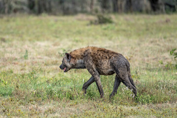 hyena going away on grass, Kruger park, South Africa