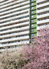 Trees blooming with white and pink flowers on the time of spring. High apartment building with rows of balconys in the background.